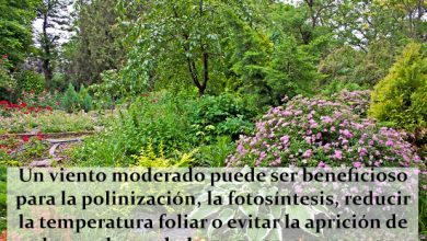 Photo of 5 Maneiras para proteger ou e jardim jardim como plantas do Vento