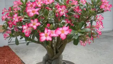 Photo of Planta rosa do deserto