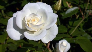 Photo of Iceberg rosa