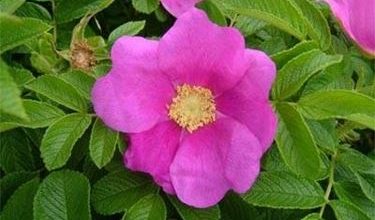 Photo of Rosa Rugosa