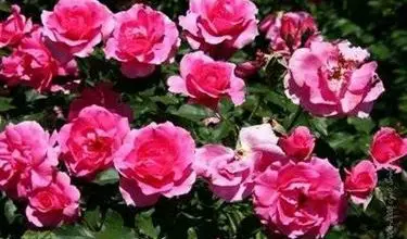 Photo of Rosas do arbusto
