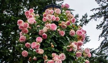 Photo of Hedge roses