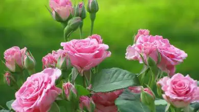 Photo of Fotos de rosas