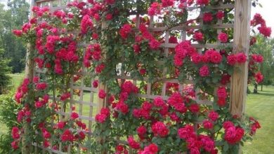 Photo of Rosas trepadeiras