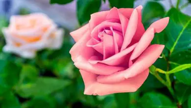 Photo of Rosas rosa significando