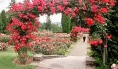 Photo of Jardim de rosas