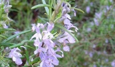 Photo of Alecrim – Rosmarinus officinalis