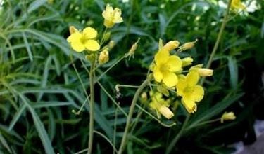 Photo of Foguete selvagem – Diplotaxis tenuifolia