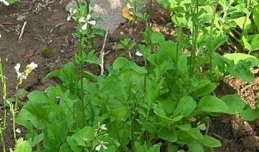 Photo of Foguete – Eruca sativa