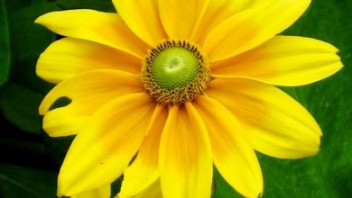 Photo of Rudbeckia