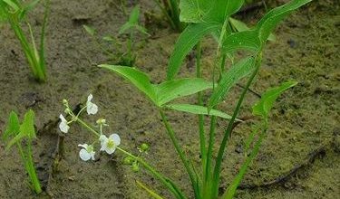 Photo of Sagittaria latifolia