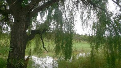 Photo of Salix babylonica