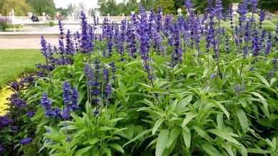 Photo of Sage farinacea