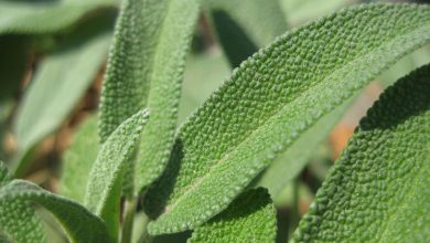 Photo of Salvia officinalis