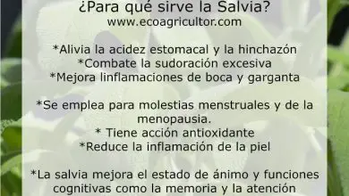 Photo of Ação usos terapêuticos e Possíveis Efeitos adversos dá Salvia