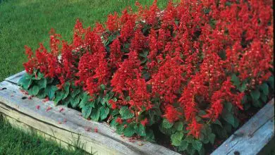 Photo of Salvia splendens