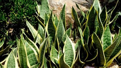 Photo of Planta Sansevieria