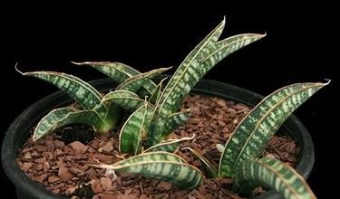 Photo of Sansevieria