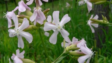 Photo of Saponaria