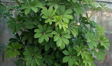 Photo of Schefflera