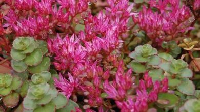 Photo of Sedum spurium