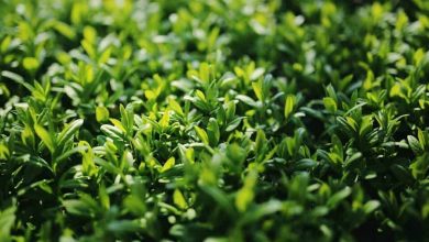 Photo of Como Semear Privet em Seu Jardim: guia completo [Passo a Passo]