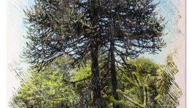 Photo of Semear Araucária: [Cuidado, Irrigação Cortar Substrato]