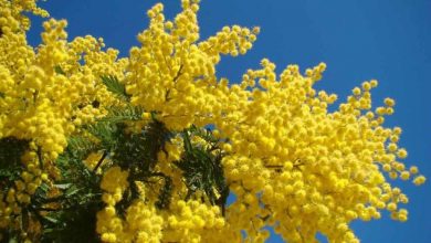 Photo of Uma Árvore como plantio mimosa: [Guia completo + Passo a Passo]