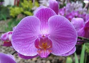 Photo of Semeando orquídeas EM SEU Jardim: [8 estágios +] IMAGENS