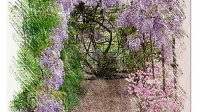 Photo of Glicínias Glicínias como plantio OU em Seu Jardim: [Guia completa]