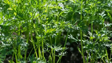 Photo of Cenouras plantio Orgânica na horta