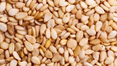 Photo of Valores nutricionais de sementes de gergelim