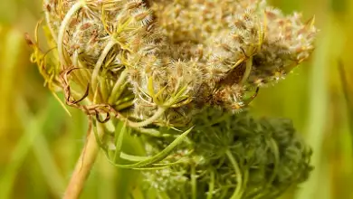 Photo of Sementes Coletando: Dicas para Sementes extrair de Raízes Vegetais