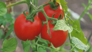 Photo of Semear tomates