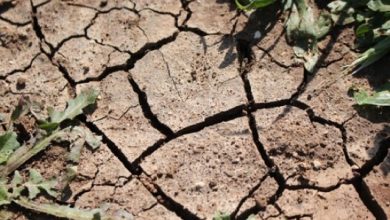 Photo of Tipos de estresse em plantas :: Guia Completo