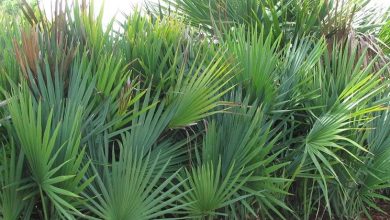 Photo of Serenoa repens