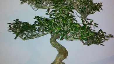 Photo of Serissa bonsai