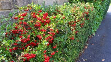 Photo of Siepe pyracantha