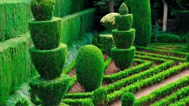 Photo of Sebes verdes de jardim