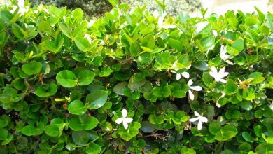 Photo of Cercas vivas