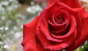 Photo of Significado da cor rosa