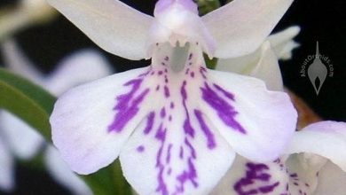 Photo of Significado das flores da orquídea