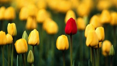 Photo of Significado de flores de tulipa