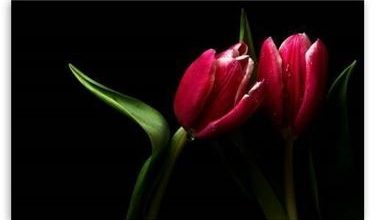 Photo of Significado de tulipas