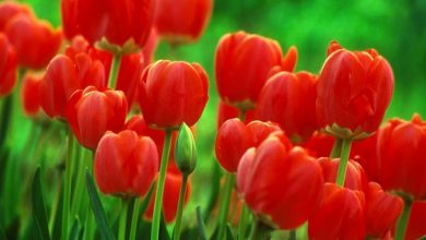 Photo of Significado da tulipa