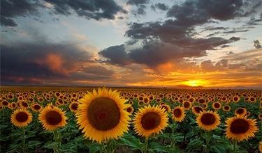 Photo of Significado de flores de girassol