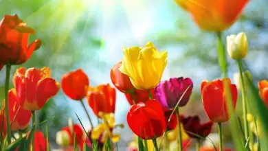 Photo of Significado de flores de tulipa