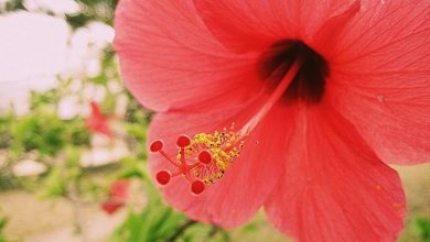 Photo of Hibiscus significa