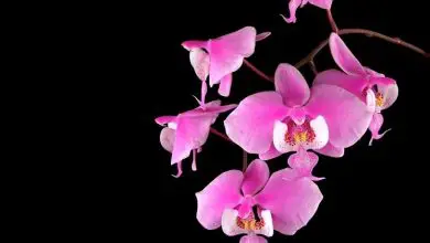 Photo of Significado de orquídea