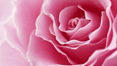 Photo of Rosa rosa significado